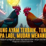 Mengenal Jenis Ayam Bangkok Sabung Ayam yang Paling Populer