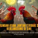 Mengungkap Rahasia Ayam Bangkok dalam Sabung Ayam Online SV388