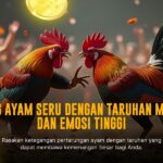 Mengenal Jenis-Jenis Ayam Bangkok Sabung Ayam yang Populer
