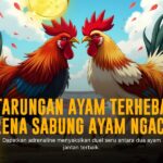 Mengenal Jenis Ayam Bangkok di Sabung Ayam SV388