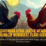 Menjelajahi Dunia Sabung Ayam SV388: Jenis Ayam dan Odds Populer