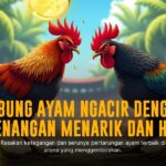 Keunggulan Ayam Bangkok dalam Sabung Ayam SV388